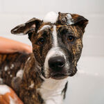 Unite Hair DOGGY 'POO Havermout & Arganolie Hondenshampoo 473ml